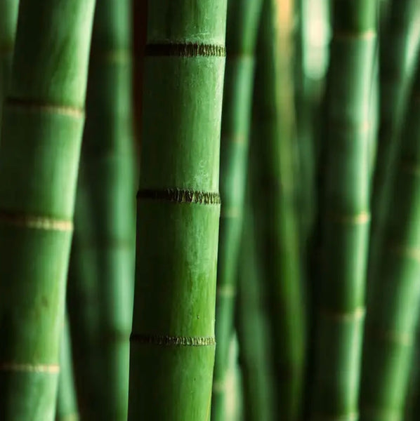 Himalayan Bamboo