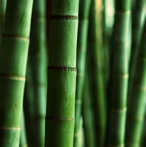 Himalayan Bamboo