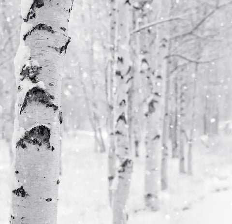 Woodland Snow