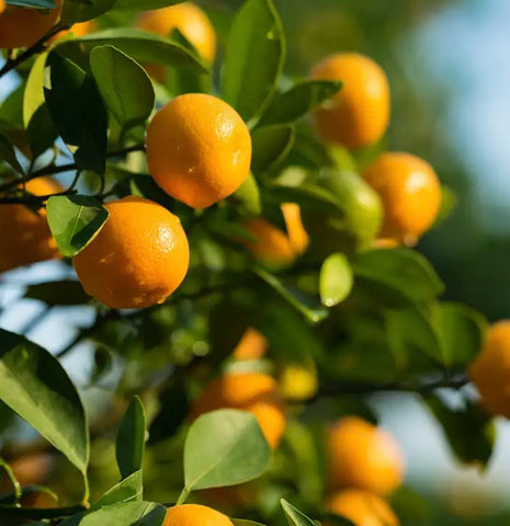 Citrus Sunshine